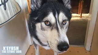 Husky Demands We Go Out!