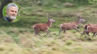 Running deer