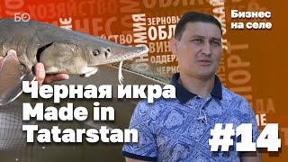 Бизнес на селе #14. Черная икра Made in Tatarstan - мечта или реальность?
