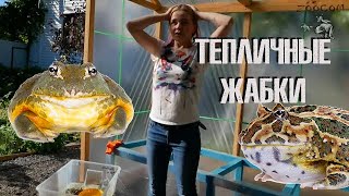 Теплица продолжает заселяться лягухами! Террариум в саду.