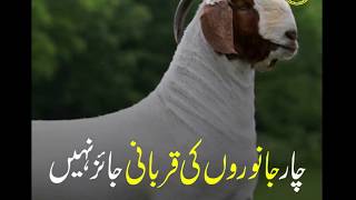 Jamia Islamia Clifton  - Char Janwar Jin ki Qurbani Jaiz Nahi