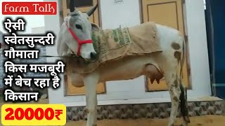 20000₹ स्वेतसुन्दरी सीधे किसान के घर से | सचमुच ऐसी गाय किसान किसी मजबूरी में ही बेचता है Farm Talk