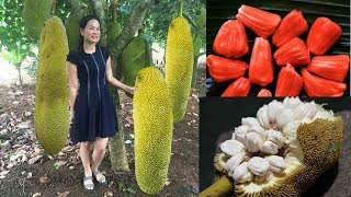 Những giống mít lạ nhất trên đời đem lại tiền tỉ cho nông dân phát tài