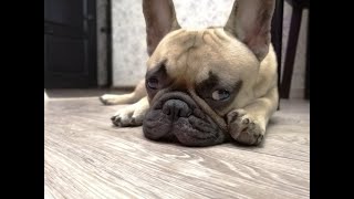 Французский бульдог Марсик не хочет одевать свитер