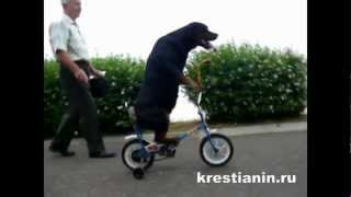 Собака ездит на велосипеде