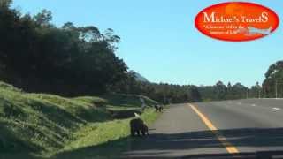 Baboons in the wild, ambling along the road' s edge.