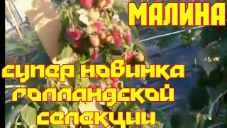"МАЛИНА: СУПЕР НОВИНКА ( ГОЛЛАНДСКОЙ СЕЛЕКЦИИ) "