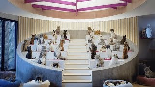 Добро пожаловать в Кошачий Технологический Университет — WHISKAS® К.Т.У.