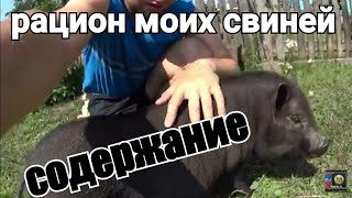 Вьетнамские свиньи, содержания, кормления.( сколько я даю в день корма вьетнамским свиньям)