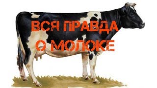 Молоко черно пестрой коровы, мифы и домыслы