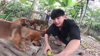 Hậu Cáo | Huyến Luyện Chó Săn Bắt Gà Hàng Xóm | Hậu Cáo Huấn Luyện Chó Săn | Huấn luyện chó săn mồi