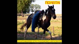 ΠΩΛΕΙΤΑΙ ΑΛΟΓΟ