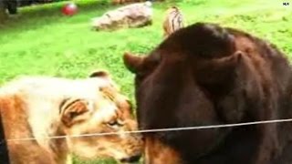 Watch: Unlikely animal BFFs cohabitate in Georgia