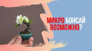 Микро Бонсай из можжевельника. Я сделаю НЕВОЗМОЖНОЕ!!