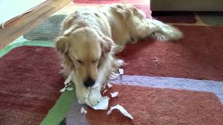 Dog Eating My Homework (Ripping Apart Paper) - English Cream Golden Retriever, 2 Years Old