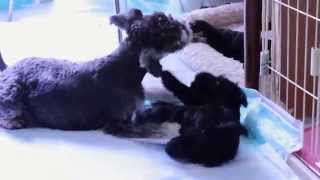 ママ、おっぱい (Miniature Schnauzer's puppies)