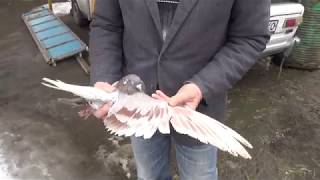 Николаевские голуби.Pigeon.Просто встретились.