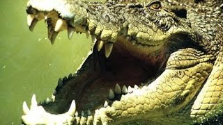 オーストラリア　ケアンズ　グリーン島のワニ園編 Marineland Melanesia