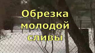 Весенняя обрезка молодой сливы