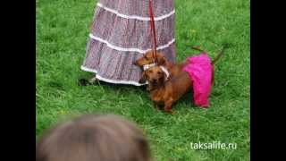 Фестиваль такс-парад в Санкт-Петербурге.