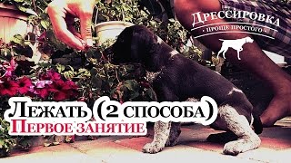 Дрессировка щенка - Лежать - 2 щенка / 2 характера / 2 способа - Дрессировка дратхаара