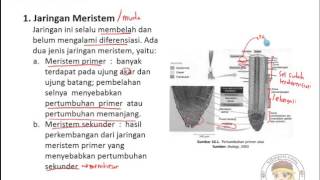 Jaringan Tumbuhan dan Hewan Part 2 jaringan tumbuhan