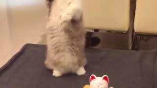 Кот повторяет движение за игрушкой