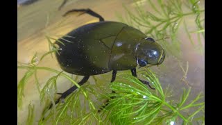 Ампулярия. Аквариум. Улитка Ампулярия. Animals & fish.