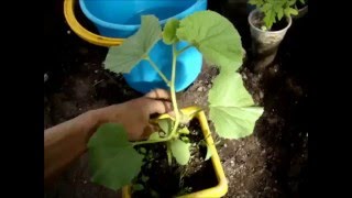 Посадка рассады дыни