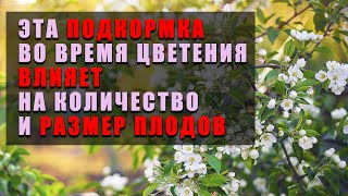 Не крадите у себя урожай. Подкормите дерево во время цветения.