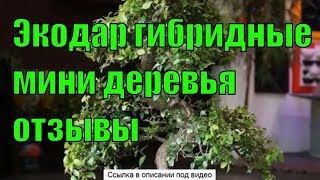 Мини Плодовые Деревья В Горшках Купить