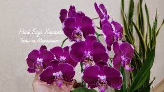 СУПЕР цветение ОРХИДЕИ Сого ЮМАНТА| Phal. Sogo YUMANTA orchid орхидея orchids шикарное