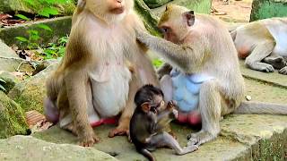 Baby monkey Daniela deep scares big monkey Achap- Achap try to attack baby Daniela