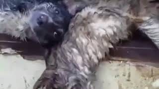 Собаки мучаются перед смертью в Астрахани