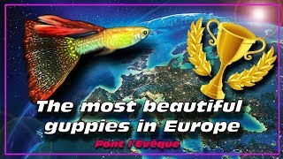 The Most beautiful guppies fish in Europe. Guppy fish ✔