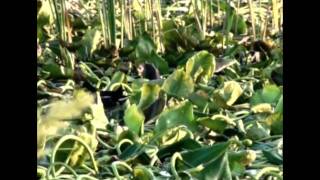 Sawgrass Recreation Park- Everglades Airboat Adventures!
