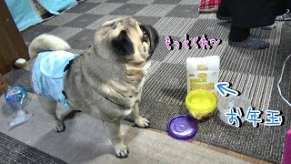お年玉にビスケットを上げたら、「もっとくれ！」と吠えはじめる図々しい愛犬パグ　『おまめ日記』Pug Comedy Videos From Japan