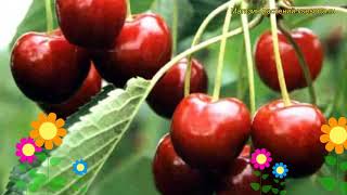 Черешня гибридная Риван. Краткий обзор, описание характеристик prunus avium Rivan