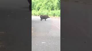 佐賀県のイノシシ状況をお届けします