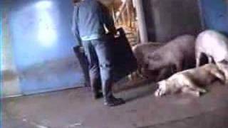 Pig Slaughter 8