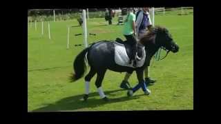 shetlander merrie -Verkocht