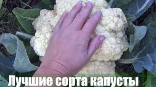 ЛУЧШИЕ СОРТА КАПУСТЫ!КАПУСТА БЕЛОКОЧАННАЯ,ЦВЕТНАЯ,БРОККОЛИ!