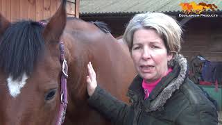 Equilibrium Therapy Magnetic Hind & Hock Review