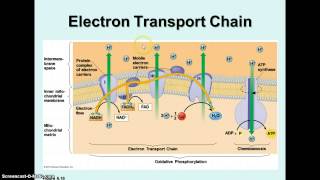 Cellular Respiration - Krebs Cycle & Electron Transport