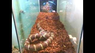 4 feet California King snake feeding time