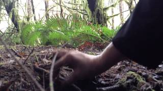 Oregon Truffle Hunt