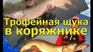 Осенний жор здоровенных щук. Рыбалка на щуку в корягах. Трофейные щуки в корягах.