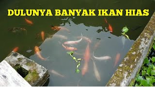 USAHA IKAN HIAS ; DULUNYA, SEKARANG TIDAK LAGI. BERKUNJUNG KE RUMAH TEMAN. PETERNAK BERKUNJUNG.
