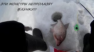 ЭТИ МОНСТРЫ НЕ ПРОЛАЗЯТ В ЛУНКУ!!! Леска трещит. Закрытие зимнего сезона! Зимняя рыбалка-2019!