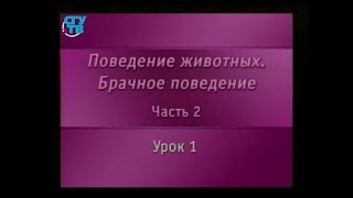 Брачное поведение животных. Урок 2.1. Зрительные сигналы в брачном поведении животных